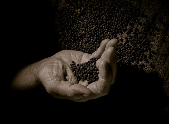 Jak správně využít pepř v kuchyni?